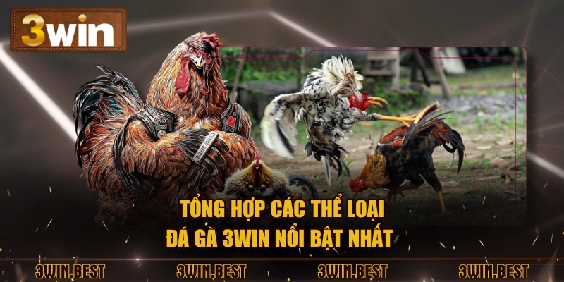 Tổng hợp các thể loại đá gà 3WIN nổi bật nhất 